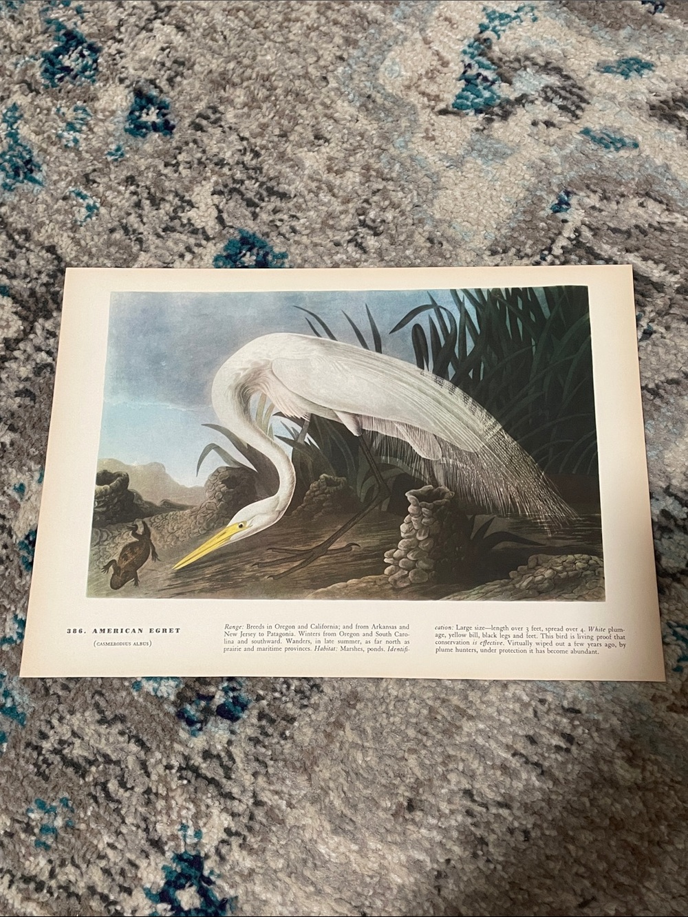 🖤5/$25 Vintage bird  American Egret Art Print - White & Yellow